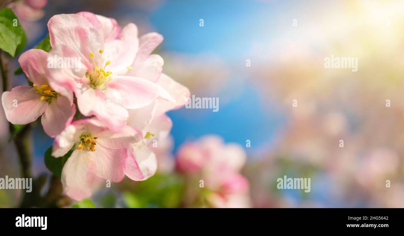 Nahaufnahme von rosa Kirschblüten auf einem Zweig in schönem warmen Sonnenlicht mit verschwommenem Hintergrund Stockfoto