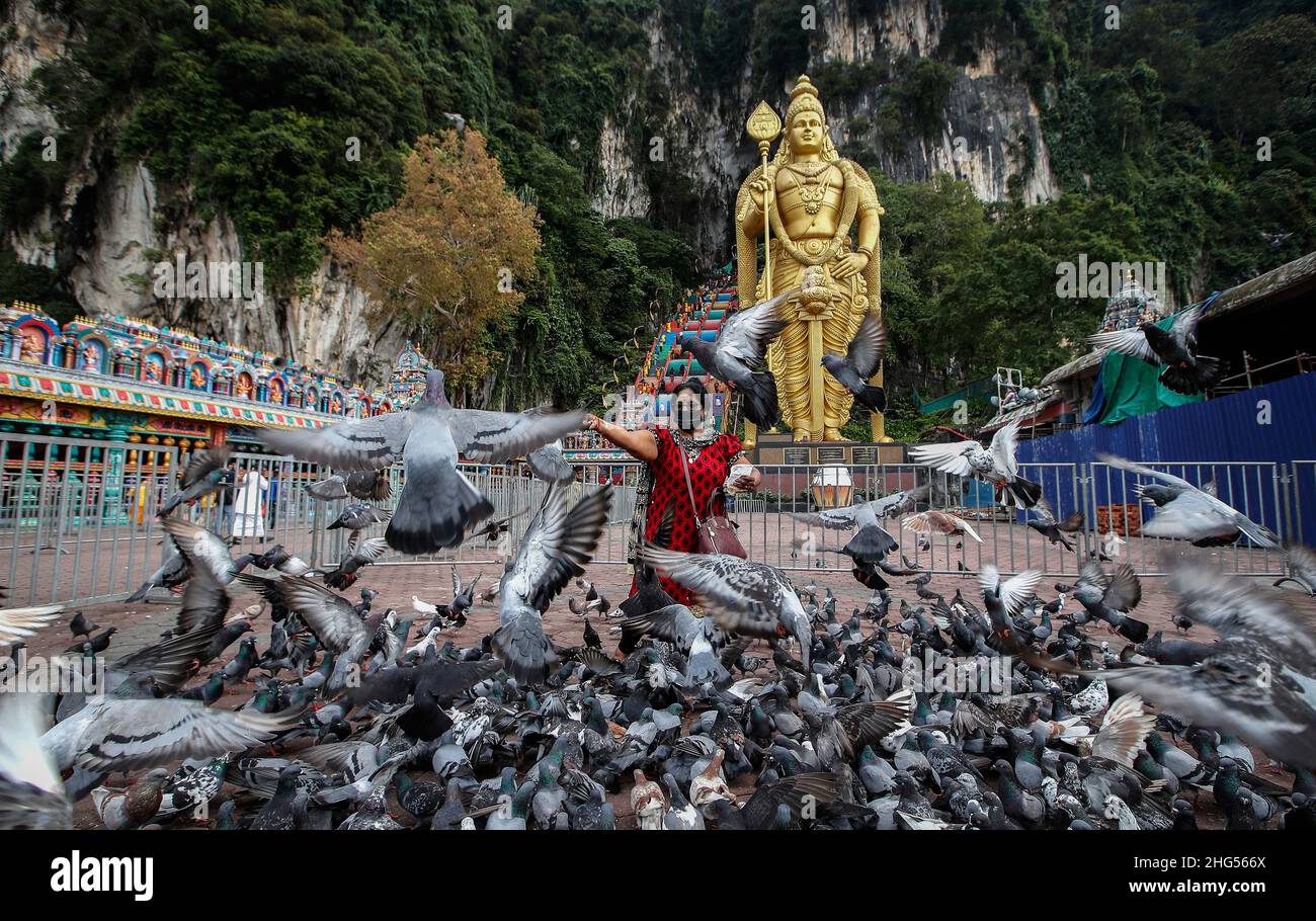 Kuala Lumpur, Malaysia. 18th Januar 2022. Eine hinduistische Anhängerin füttert Tauben, nachdem sie ihre Gelübde während des Thaipusam-Festivals im Tempel der Batu-Höhlen erfüllt hat.Thaipusam ist ein jährliches hinduistisches Fest, das vor allem von der tamilischen Gemeinschaft zu Ehren des Hindu-gottes Lord Murugan gefeiert wird. Eifrige Anhänger werden segnen und Gelübde ablegen, wenn ihre Gebete erhört werden. Kredit: SOPA Images Limited/Alamy Live Nachrichten Stockfoto