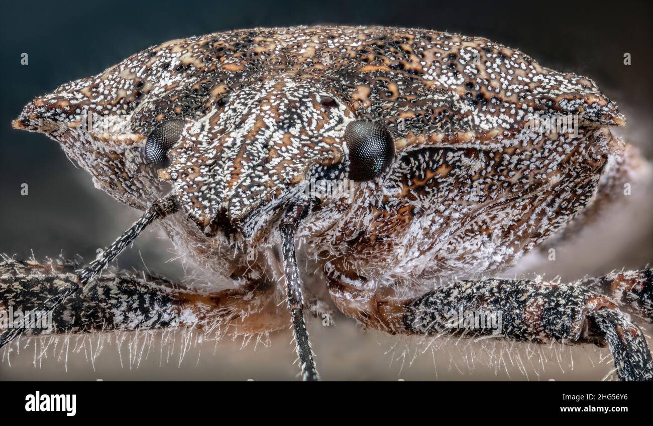 Brochymena quadripustulata, vierbuckiger Stinkfehler oder grober Stinkfehler Stockfoto