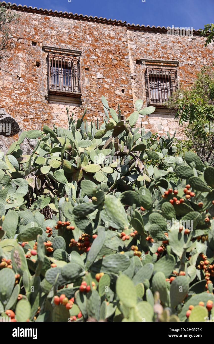 Trujillo. Haus durch Barriere Hecke aus Kaktusfeige geschützt. Provinz Caceres, Extremadura. Renaissance/mittelalterliche Stadt, Pizarro. Opuntia ficus-indica Stockfoto