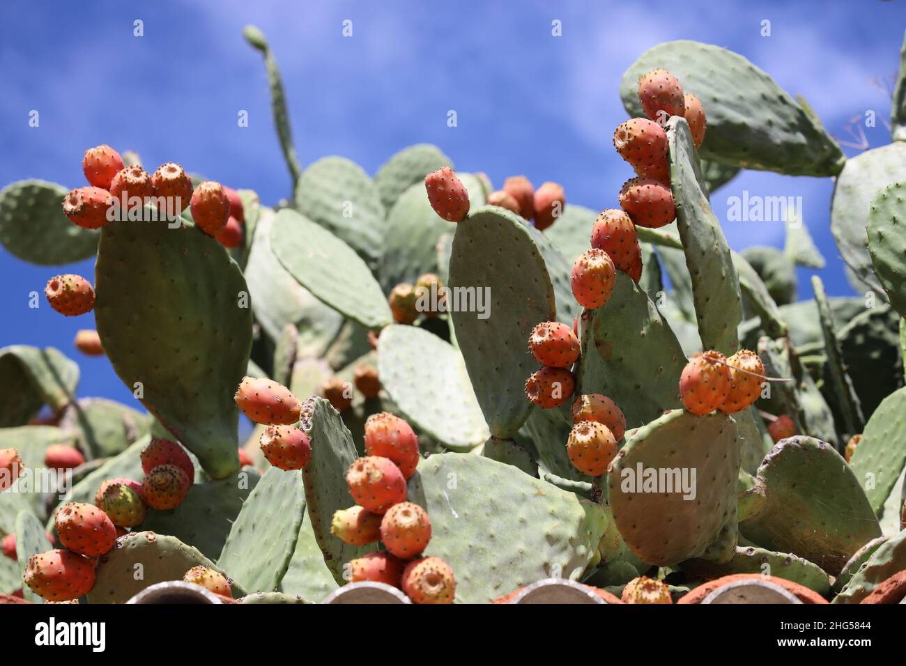 Kaktusbirne. Kaktus. Fruchtende Kaktusbirne. Opuntia ficus-indica. Orangenfrucht auf dicker, starker, undurchdringlicher Hecke aus Kaktusbirne. Vollformat.Spanien Stockfoto