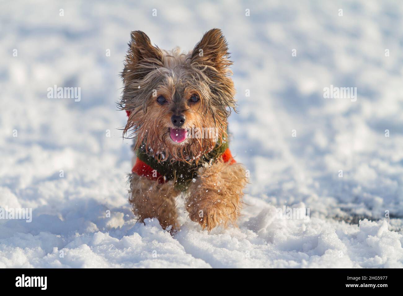 Schöner, fröhlicher, kleiner behaarter Yorkshire Terrier Hund, der im Schnee läuft und einen Pullover und eine Zunge trägt Stockfoto