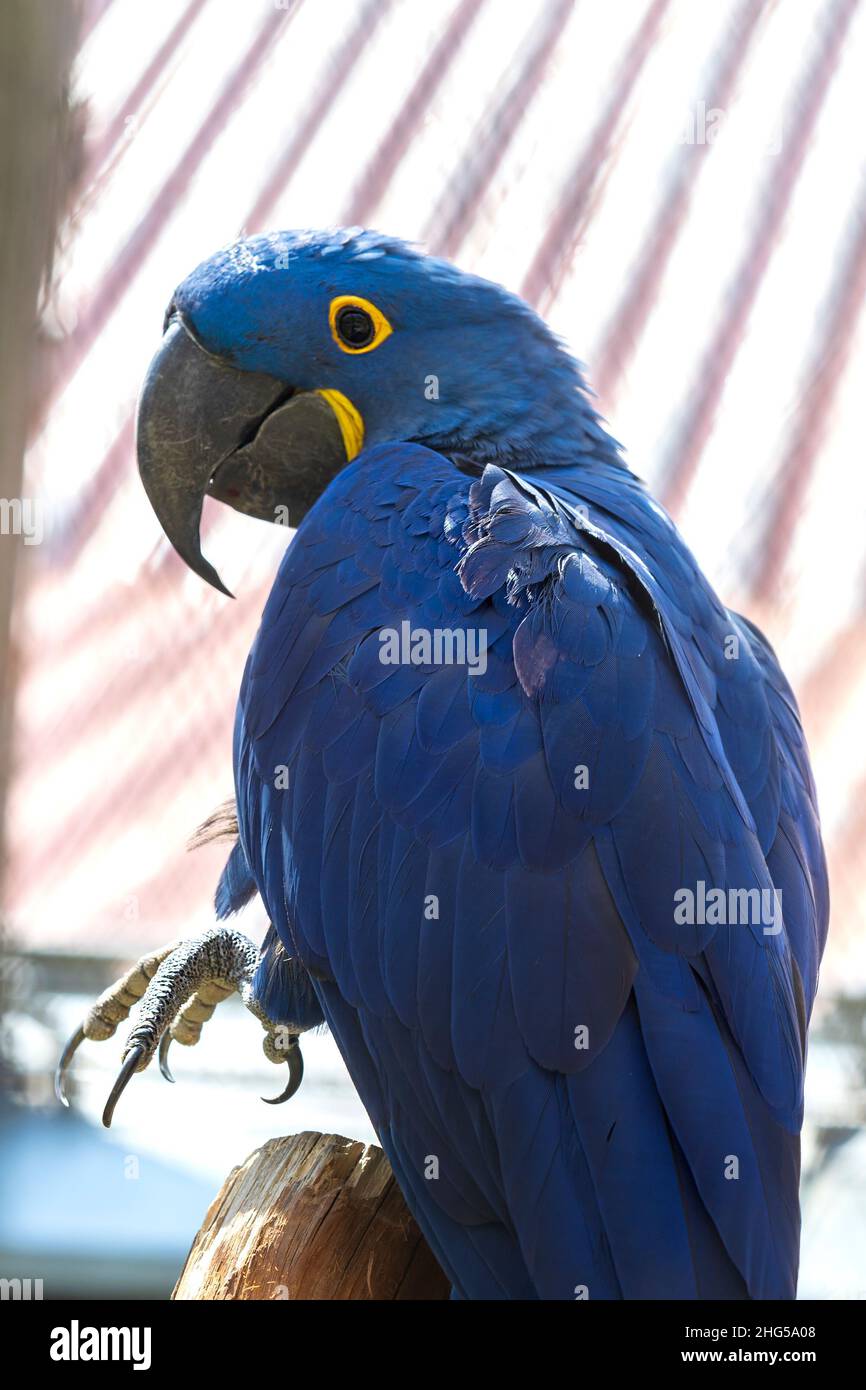 Hyazinthara - Anodorhynchus hyazinthus - schöner großer blauer Papagei mit einem großen gebogenen Schnabel. Stockfoto