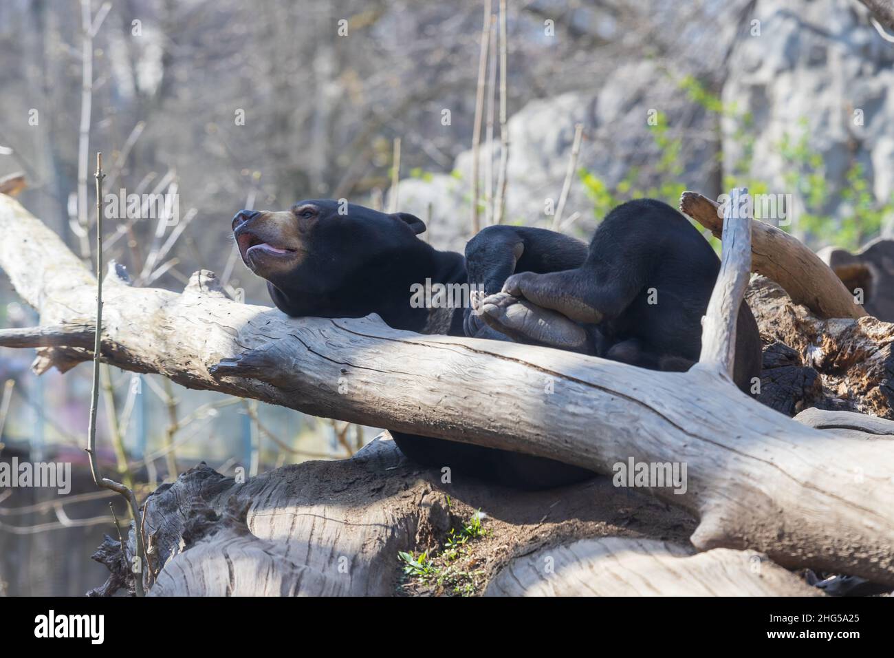 Kleiner schwarzer Malayischer Bär - Helarctos malayanus in den Felsen im Wald. Stockfoto