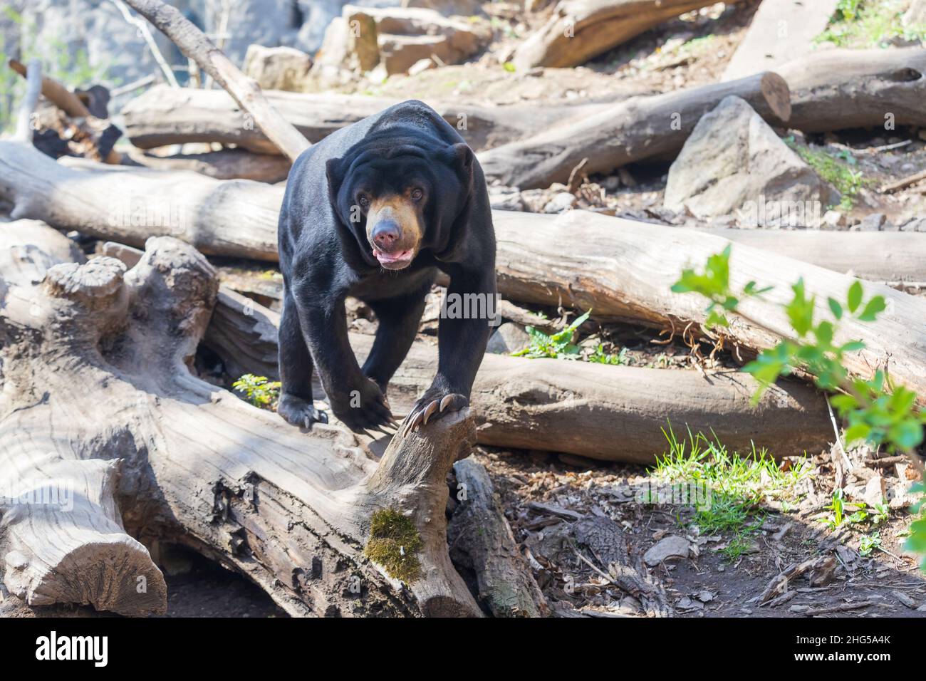 Kleiner schwarzer Malayischer Bär - Helarctos malayanus in den Felsen im Wald. Stockfoto