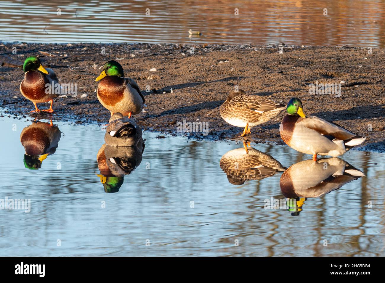 Vier Stockenten (Anas platyrhynchos) am Rand des Wassers in der Wintersonne, Großbritannien Stockfoto