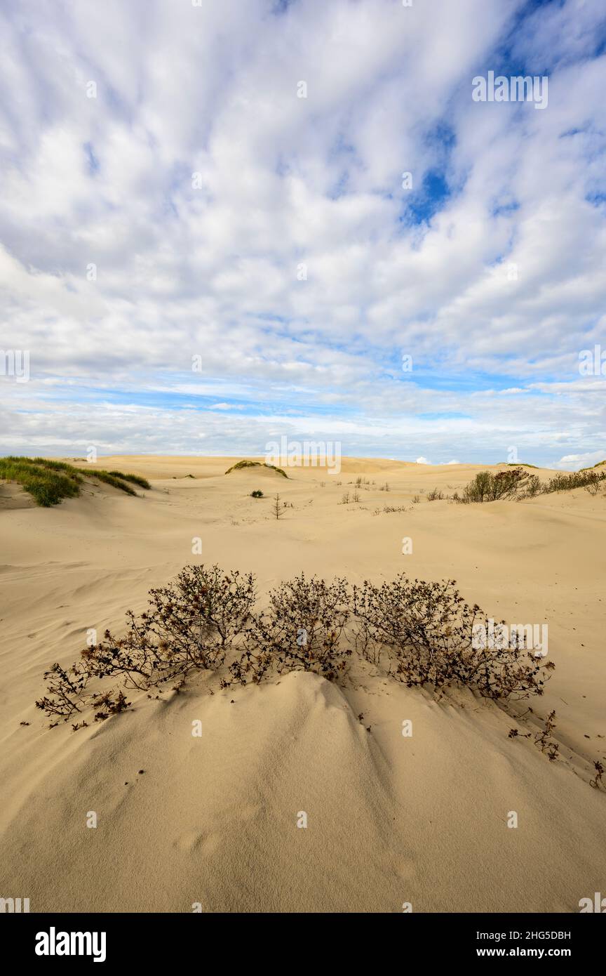 Bewegte Sanddünen von Råbjerg Mile, Dänemark, die Bäume bedecken, wobei nur noch die Baumspitzen sichtbar sind Stockfoto