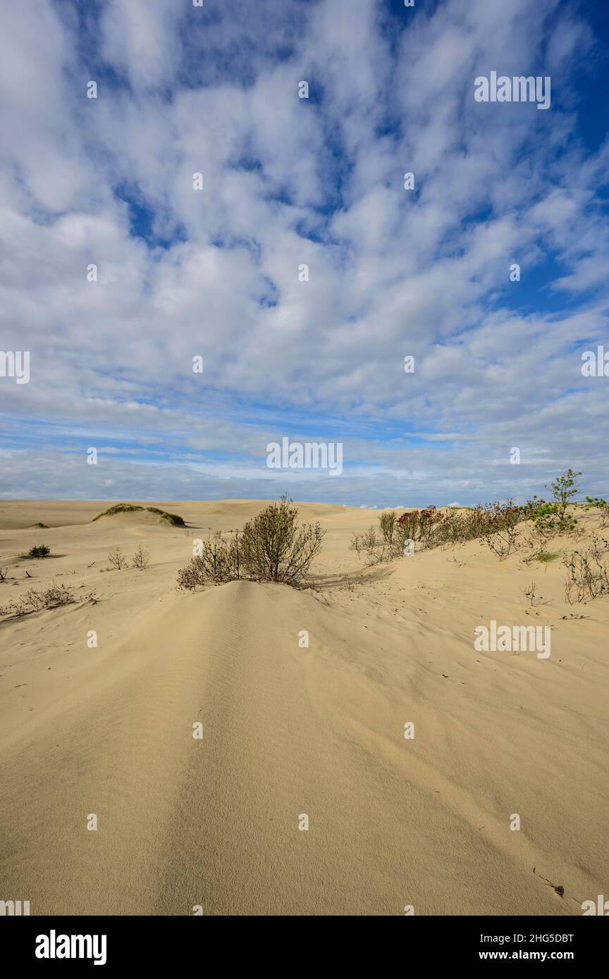 Bewegte Sanddünen von Råbjerg Mile, Dänemark, die Bäume bedecken, wobei nur noch die Baumspitzen sichtbar sind Stockfoto