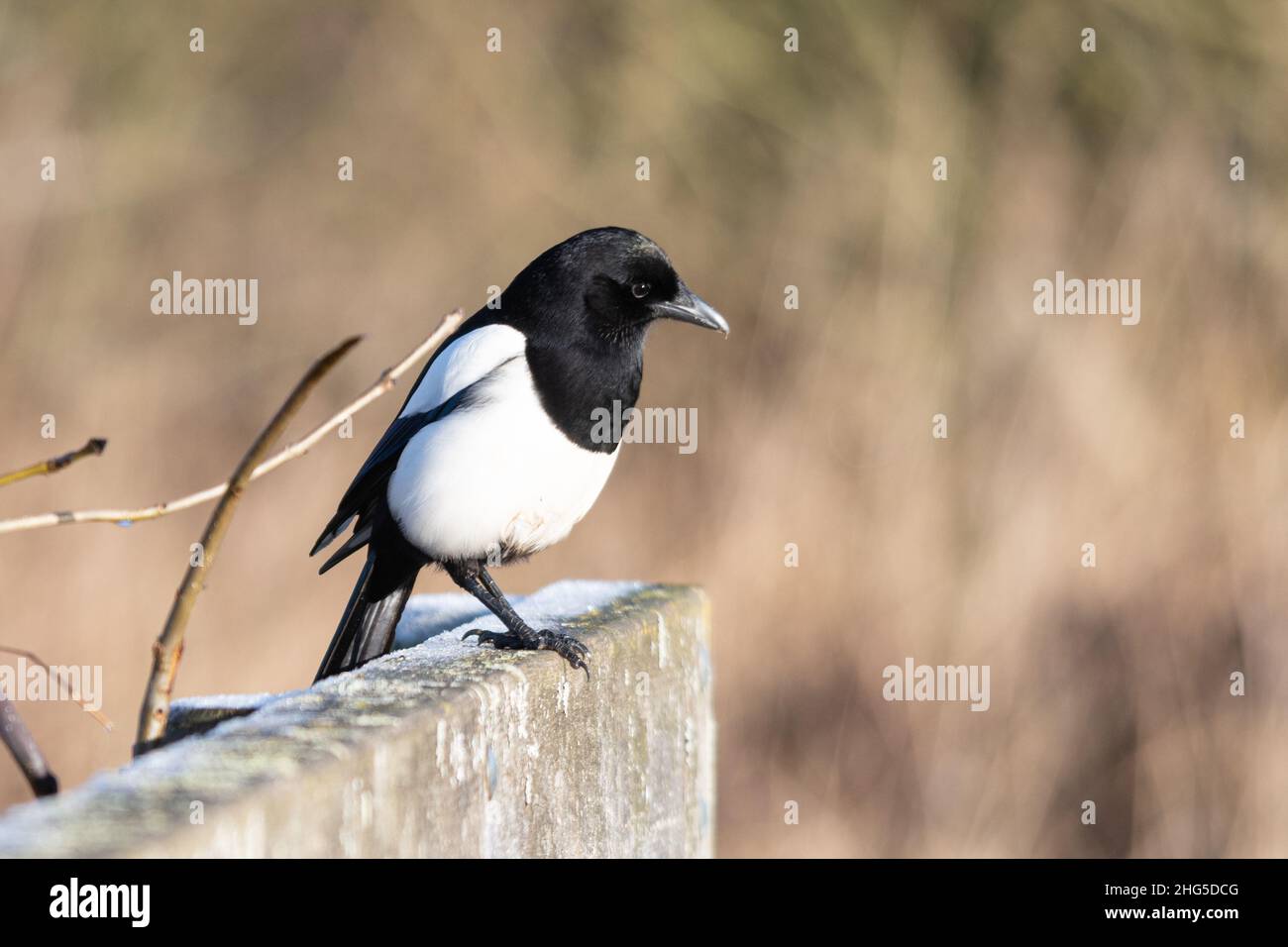 Elster (Pica pica), ein schwarz-weißer Vogel aus der Familie der Corvidae, der im Winter auf einer Brücke thront, Großbritannien Stockfoto