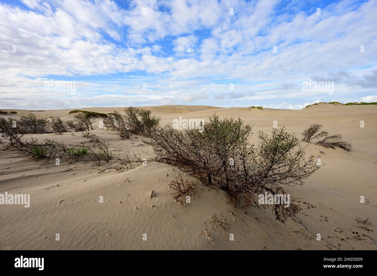 Bewegte Sanddünen von Råbjerg Mile, Dänemark, die Bäume bedecken, wobei nur noch die Baumspitzen sichtbar sind Stockfoto