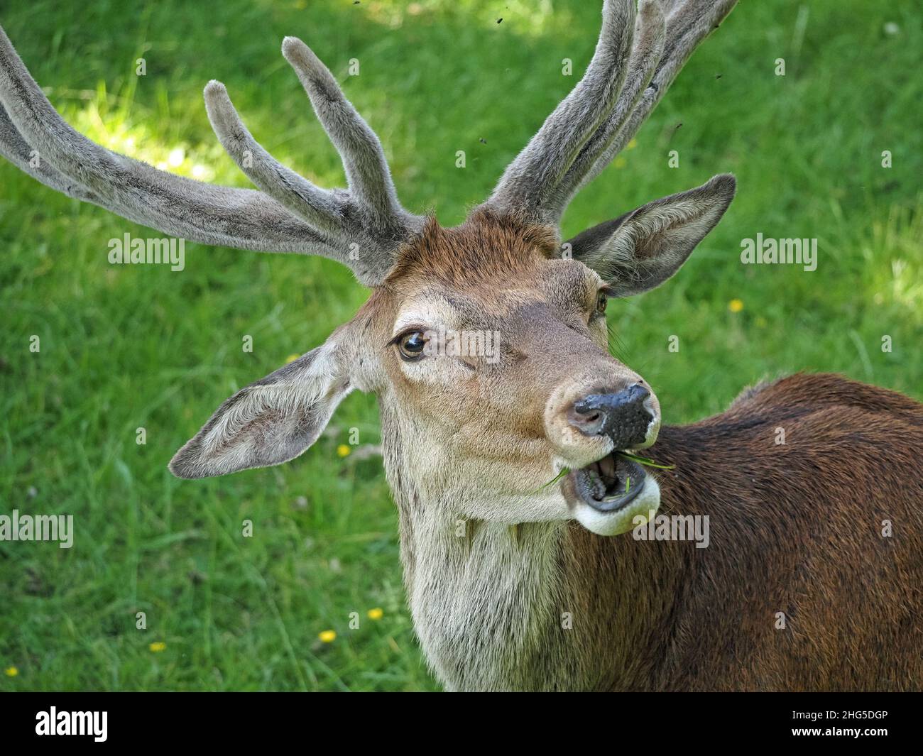 Rothirsch (Cervus elaphus) mit 12-Punkt-Geweihen als Teil einer großen Herde auf dem Landgut in Perthshire, Schottland, Großbritannien Stockfoto