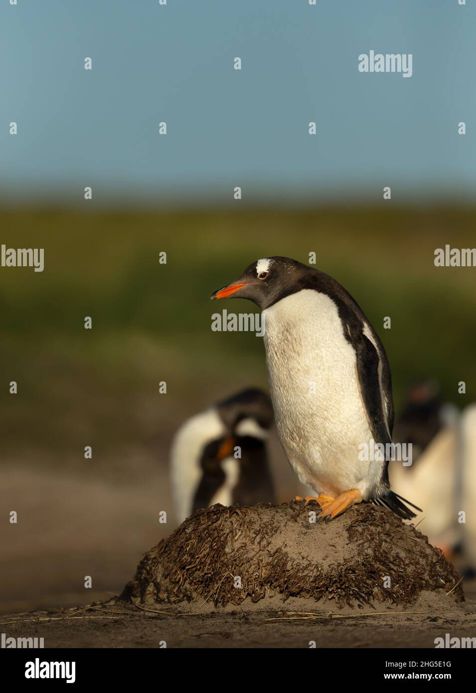 Nahaufnahme eines Gentoo-Pinguins, der auf einem Felsen, den Falkland-Inseln, steht. Stockfoto