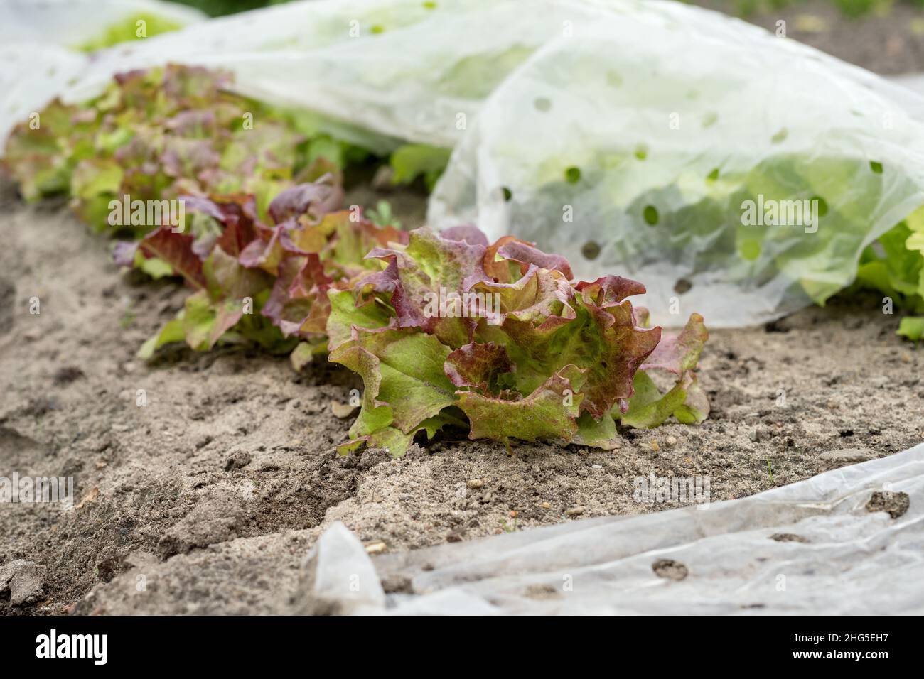 Gemüsebett mit Salatpflanzen Stockfoto