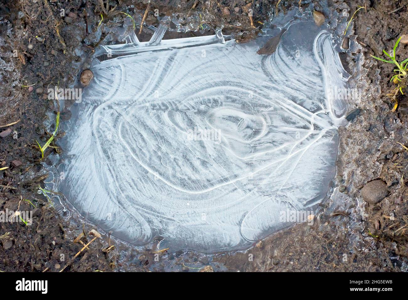 Nahaufnahme einer kleinen gefrorenen Pfütze in einer schlammigen Mulde in einem Feld, wobei das Eis ein kompliziertes kreisförmiges Muster bildet. Stockfoto