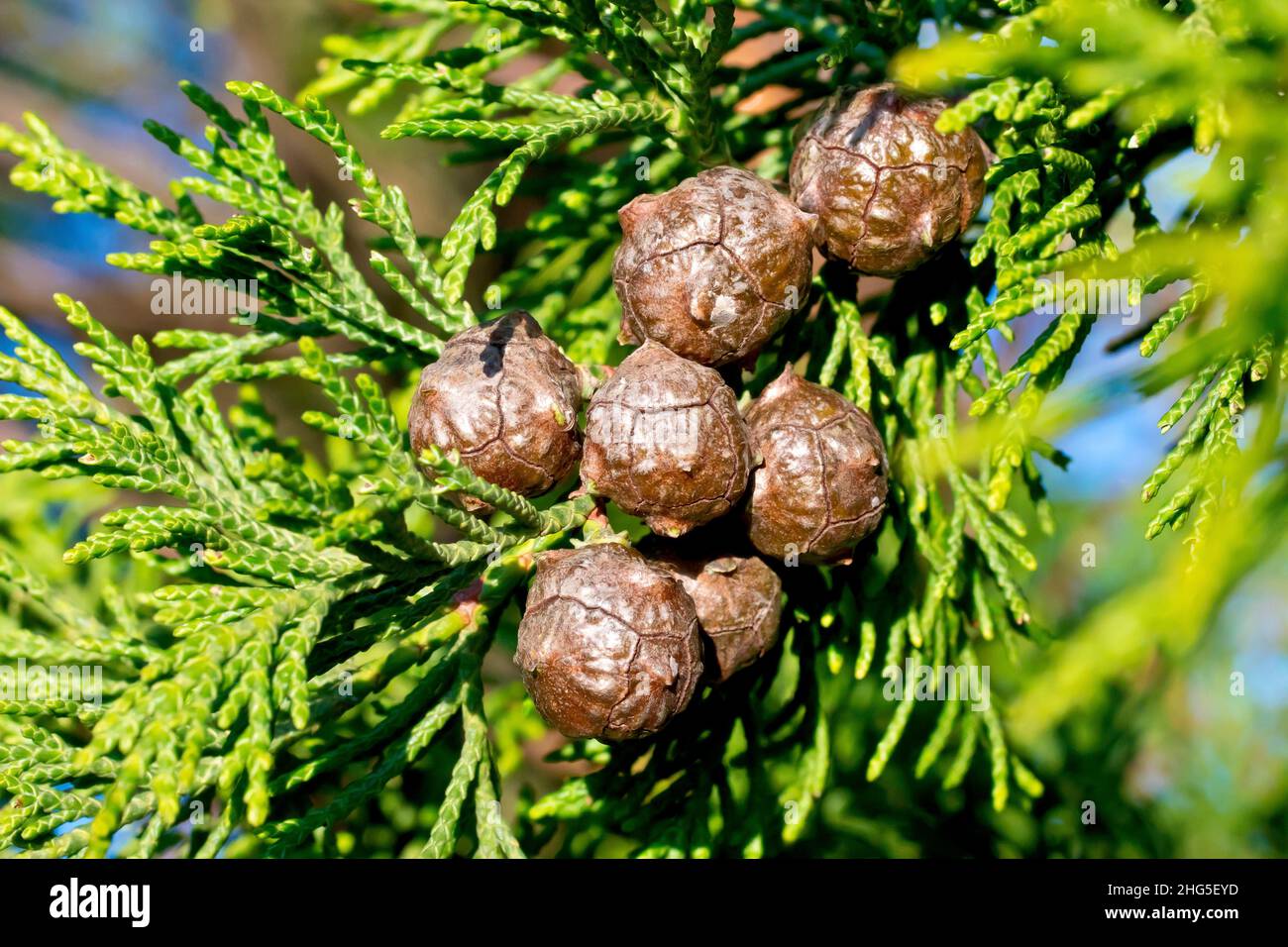 Leyland Cypress (cupressocyparis leylandii), Nahaufnahme der Kugelkegel und Blätter des bekannten immergrünen Baumes. Stockfoto