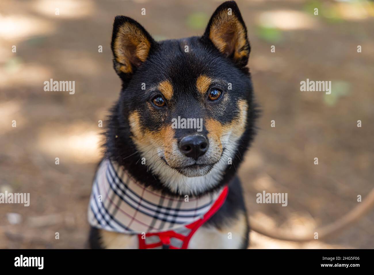 Herzerwärmendes Porträt eines schwarz-braunen Shiba Inu-Hundes mit einer Tartan-Bandana, der an einem sonnigen Tag vor einem verschwommenen Waldhintergrund sitzt. Stockfoto