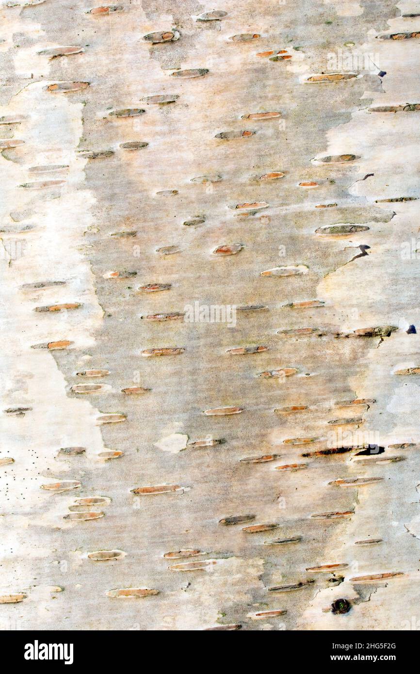 Silberne Birke (betula pendula), Nahaufnahme der weißen oder silbernen Rinde des Baumes im Detail. Stockfoto