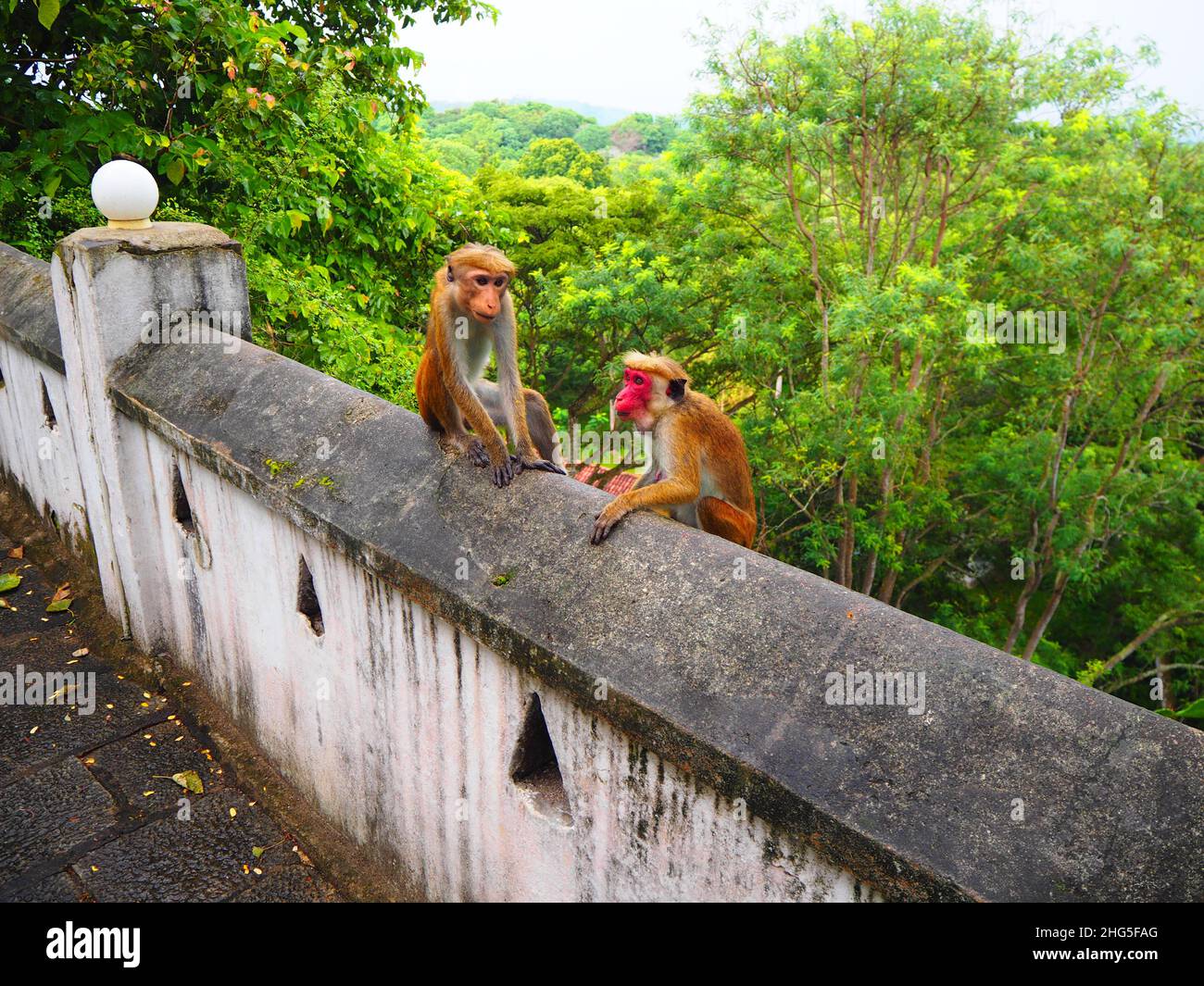 Mokeys in a Temple, Travel again Südostasien #Asien #authentisch #fernweh #slowtravel #stayinspired #DreamNowVisitLater #TravelAgain #Corona Stockfoto