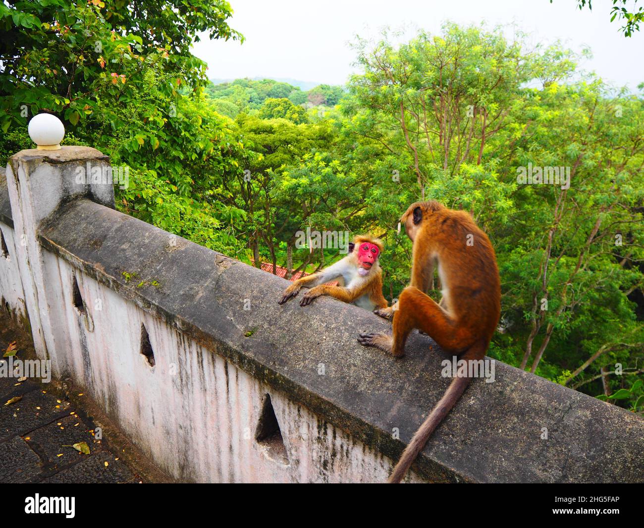 Mokeys in a Temple, Travel again Südostasien #Asien #authentisch #fernweh #slowtravel #stayinspired #DreamNowVisitLater #TravelAgain #Corona Stockfoto