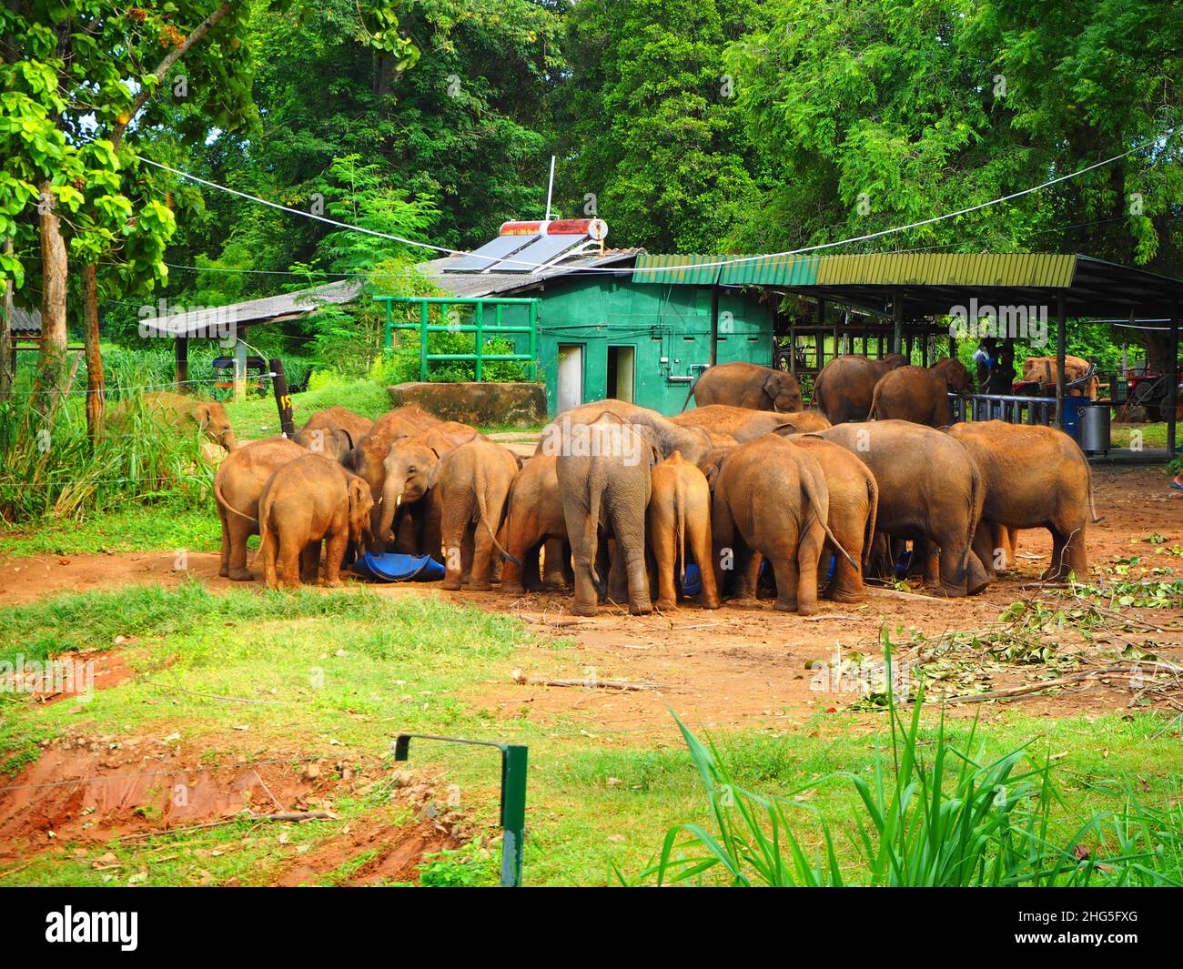 Babyelephant in Nursery in Sri Lanka, Travel Again Südostasien #Tierwelt #Asien #authentisch #fernweh #slowtravel #stayinspired #WeTravelAgain Stockfoto