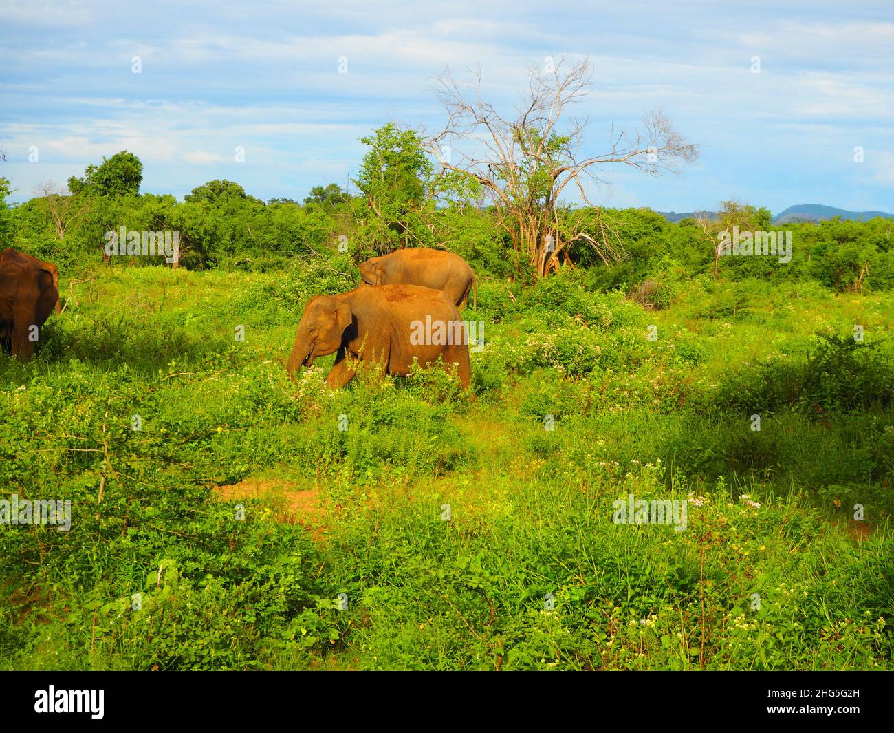 Wild Asian Elephant in Sri Lanka, Travel Again Südostasien #Tierwelt #Asien #authentisch #fernweh #slowtravel #stayinspired #DreamNowVisitLater Stockfoto