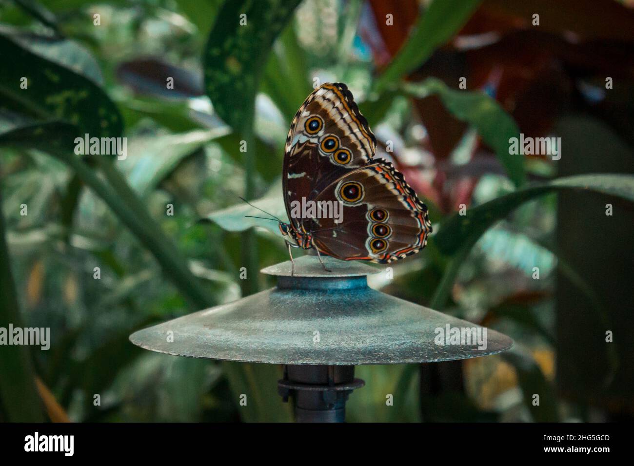 Nahaufnahme eines braunen Schmetterlings, der auf einer Lampe in einem tropischen Garten thront Stockfoto