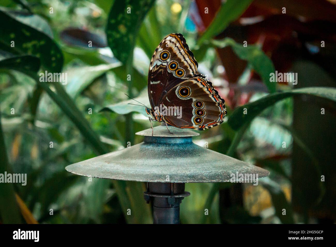 Nahaufnahme eines braunen Schmetterlings, der auf einer Lampe thront Stockfoto