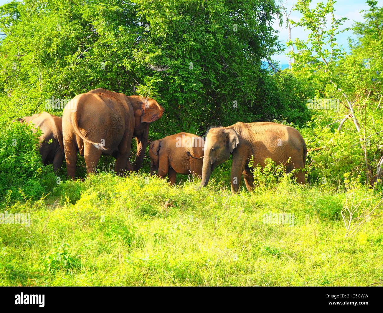 Wild Asian Elephant in Sri Lanka, Travel Again Südostasien #Tierwelt #Asien #authentisch #fernweh #slowtravel #stayinspired #DreamNowVisitLater Stockfoto