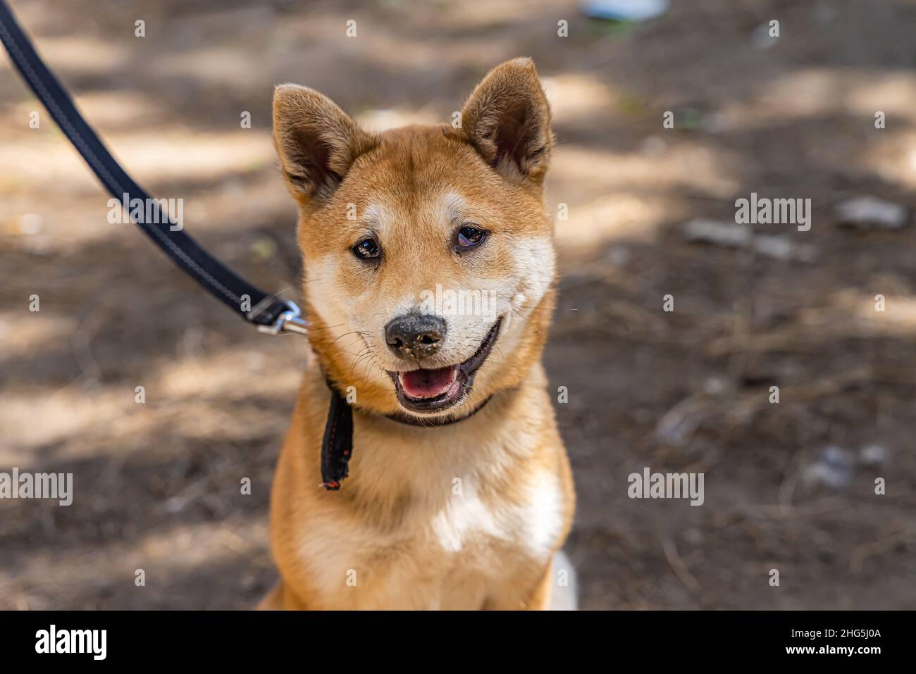 Nahaufnahme eines neugierigen roten Shiba Inu-Hundes, der an einem sonnigen Tag draußen sitzt. Japanische Spitz Rasse von Hund für ihre Urajiro Markierungen bekannt. Stockfoto