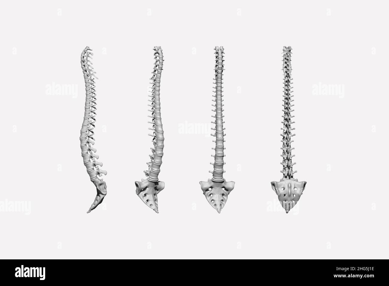 3D Darstellung der Wirbelsäule und des Kreuzbeins in verschiedenen Positionen Stockfoto