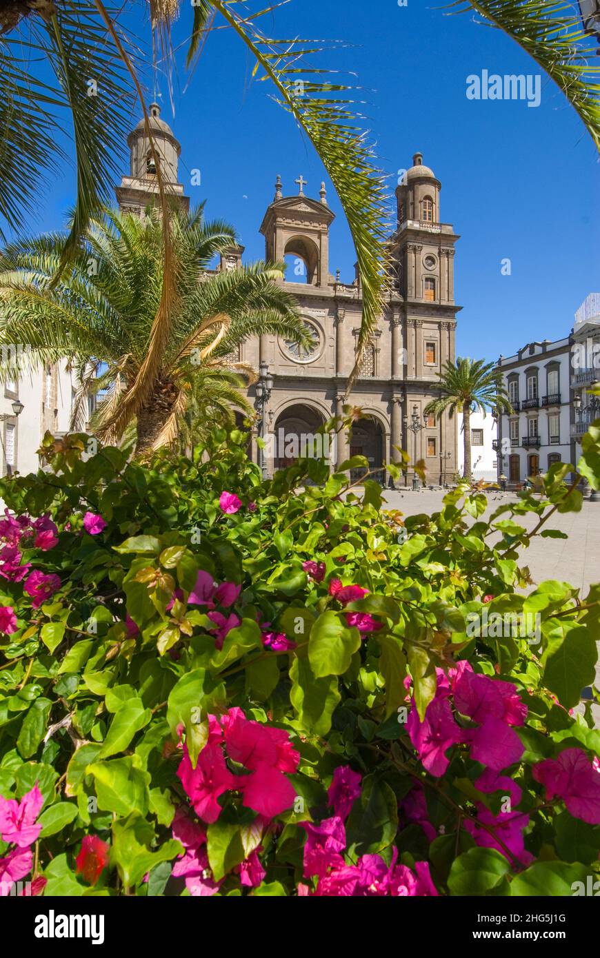 ALTE KATHEDRALE VON LAS PALMAS Santa Ana eingerahmt von Palmen auf dem historischen platz mit Hibiskusblüten im Vordergrund Vegueta Las Palmas de Gran Canaria Kanarische Inseln Spanien Stockfoto