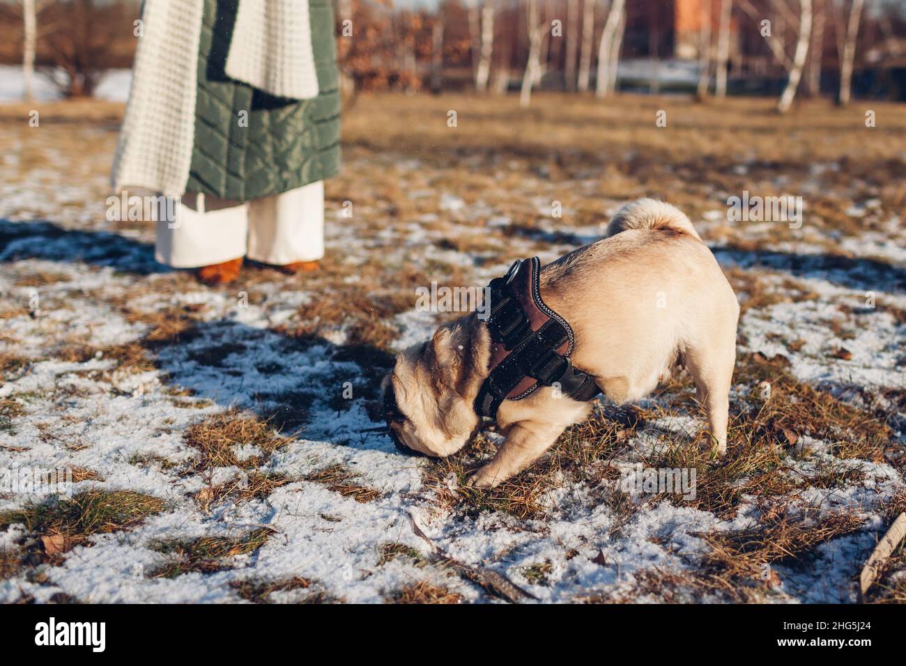 Frau, die im verschneiten Winterpark den Mops läuft, spielt mit dem Haustier, das Schnee hochwirft. Saisonale Aktivitäten im Freien mit Tieren Stockfoto