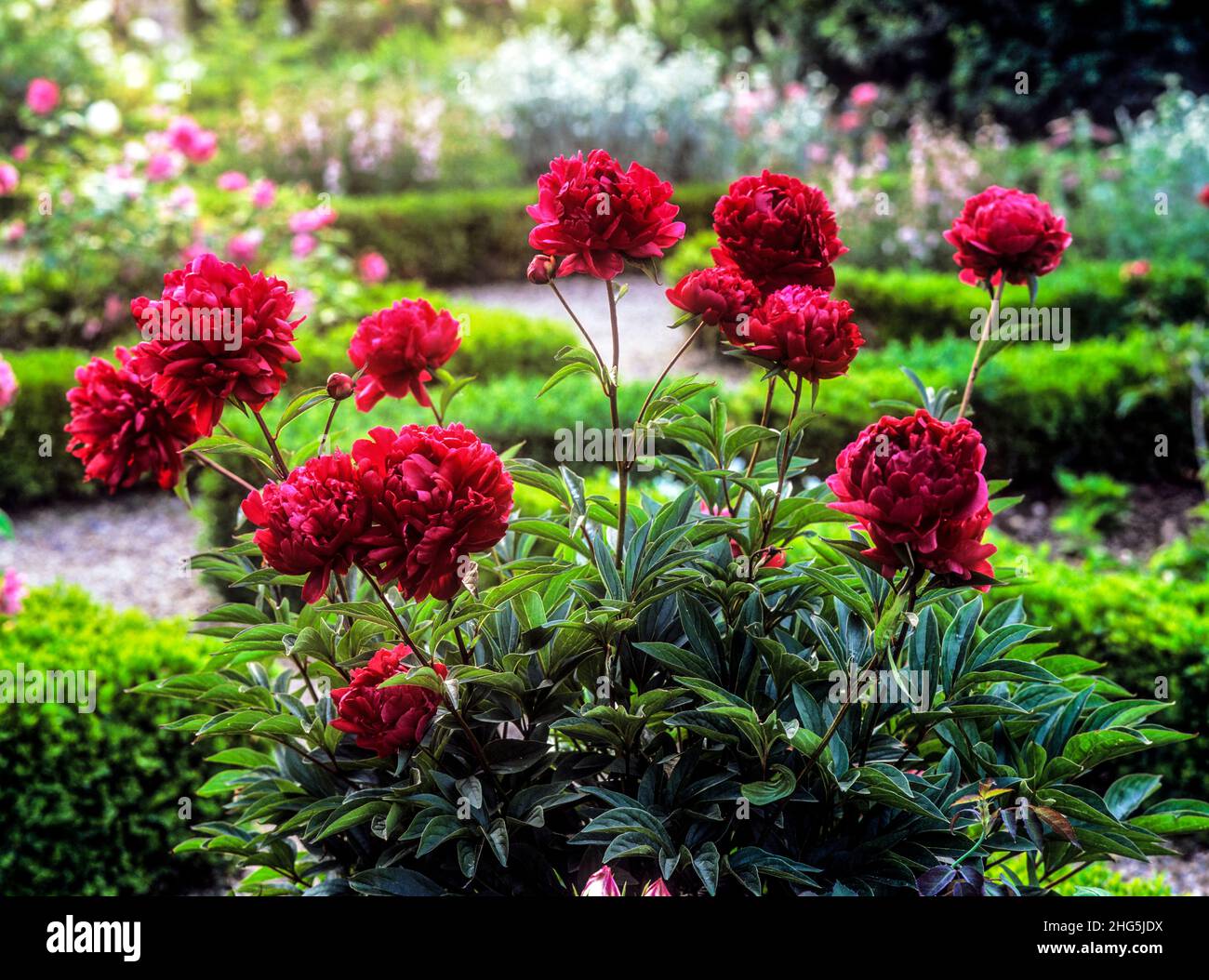 Rote Pfingstrose blüht in perfekter voller Blüte in einem englischen Parterre Landgarten Anwesen, Großbritannien Stockfoto
