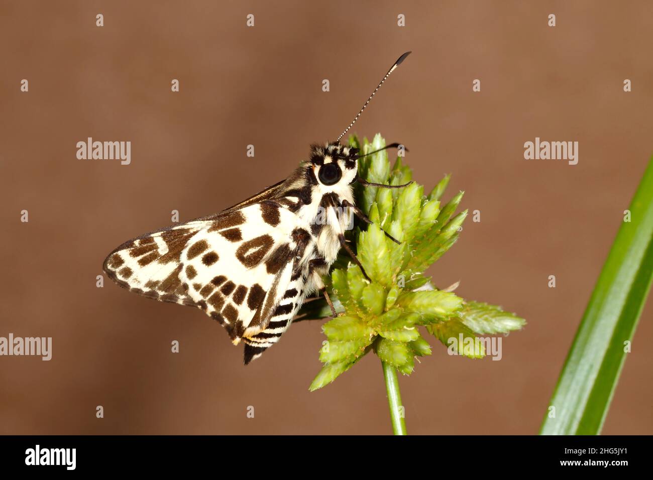 Australischer Schmetterling, Gepunkteter Skipper oder Gepunkteter Hesperilla ornata. Coffs Harbour, NSW, Australien Stockfoto