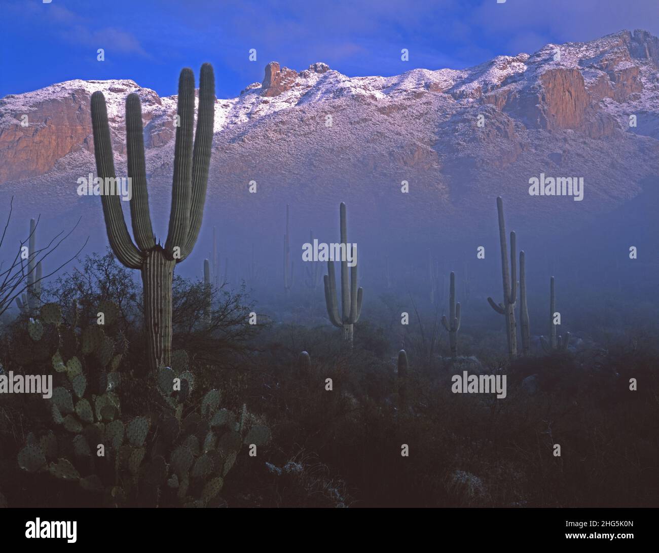 Schnee bedeckt die Ausläufer der Santa Catalina Mountains, Arizona Stockfoto