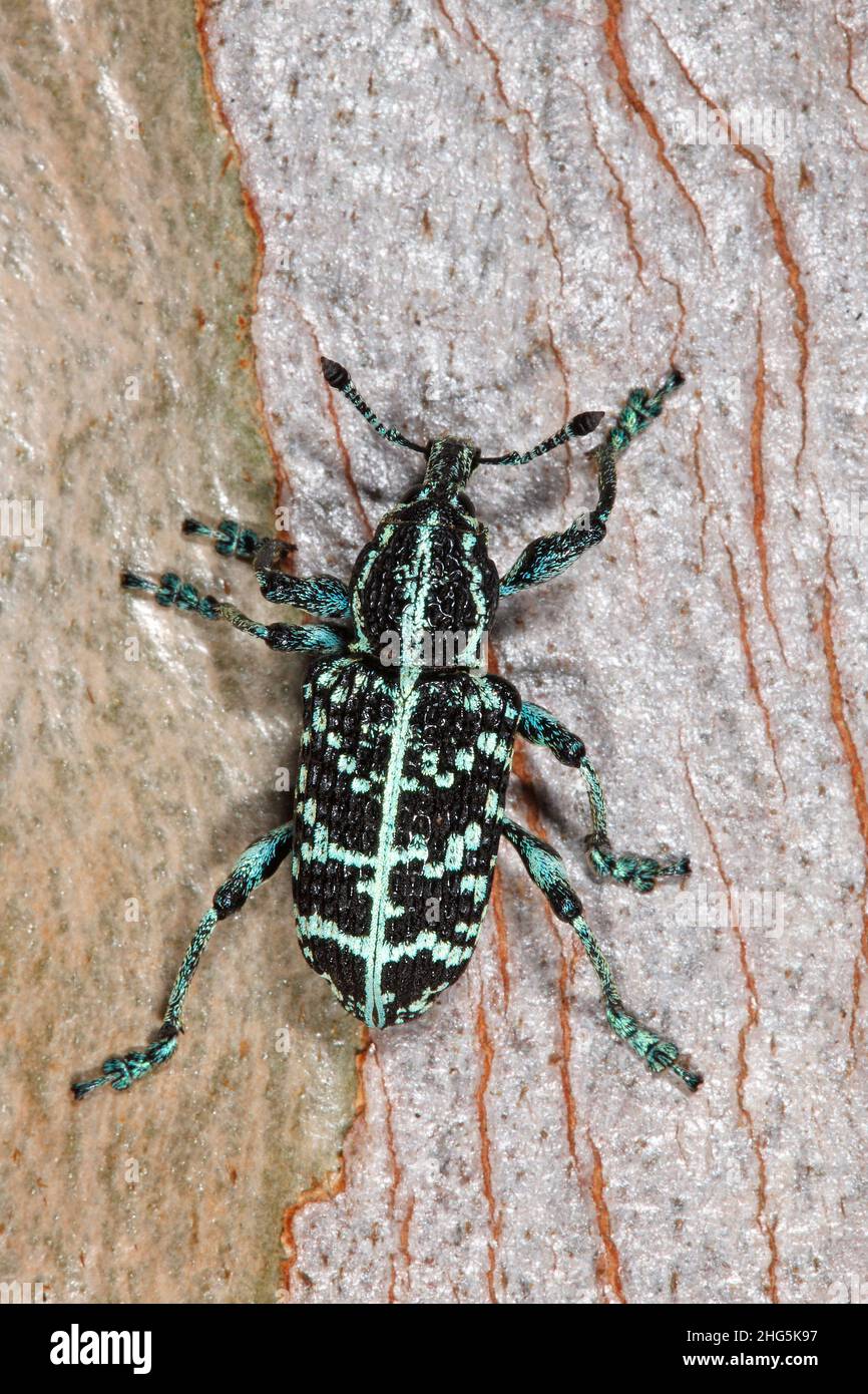 Botany Bay Weevil, Chrysolopus spectabilis. Auch bekannt als Botany Bay Diamond Beetle, Botany Bay Diamond Weevil und Sapphire Weevil. Coffs Harbor, NSW Stockfoto