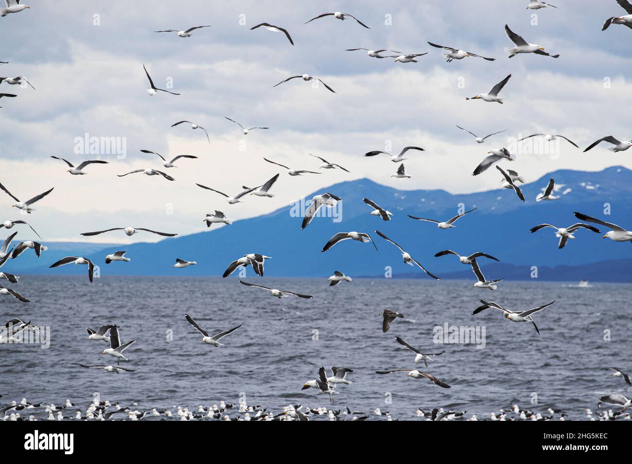 Hunderte von Seetang-Möwen, Larus dominicanus, fliegen über den Köderball in der Nähe von Ushuaia, Argentinien. Stockfoto