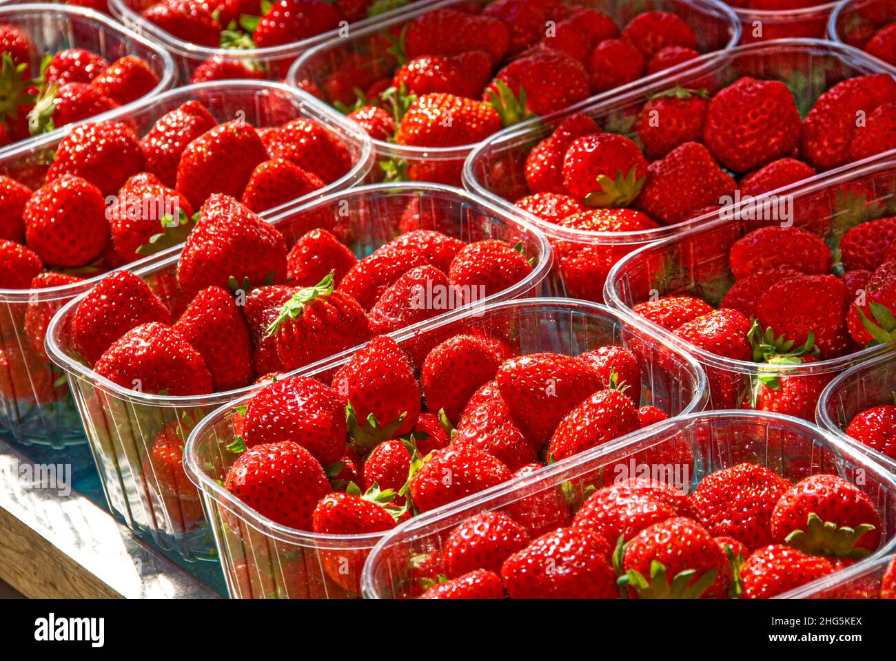 ERDBEEREN PUNETS SONNENBESCHIENENE frisch gepflückte, reife, sonnenbeschienene Erdbeeren, in punets am sonnigen Marktstand im Freien Stockfoto