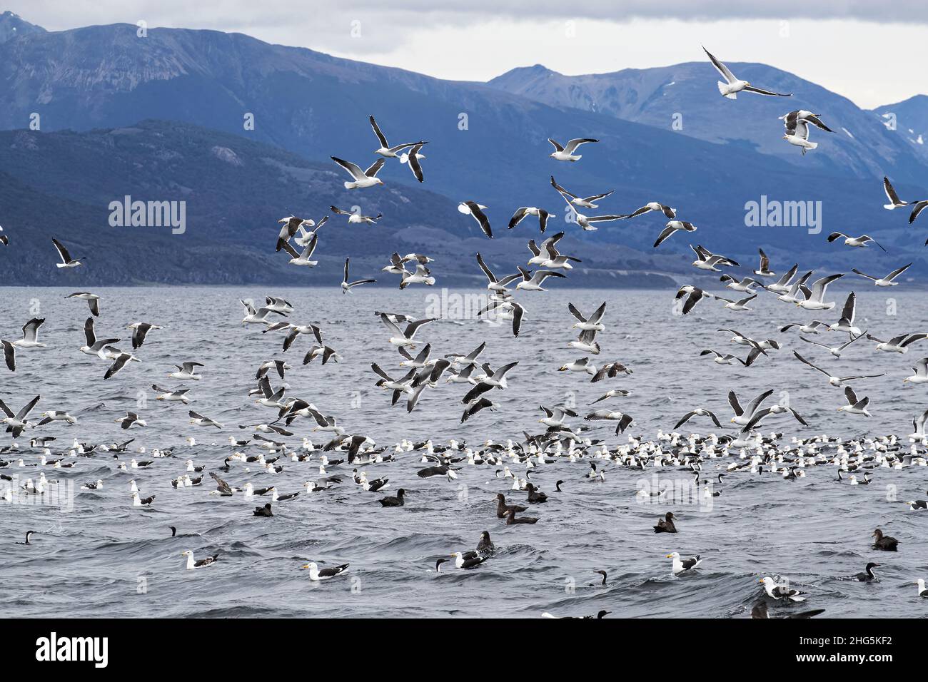 Hunderte von Seetang-Möwen, Larus dominicanus, fliegen über den Köderball in der Nähe von Ushuaia, Argentinien. Stockfoto