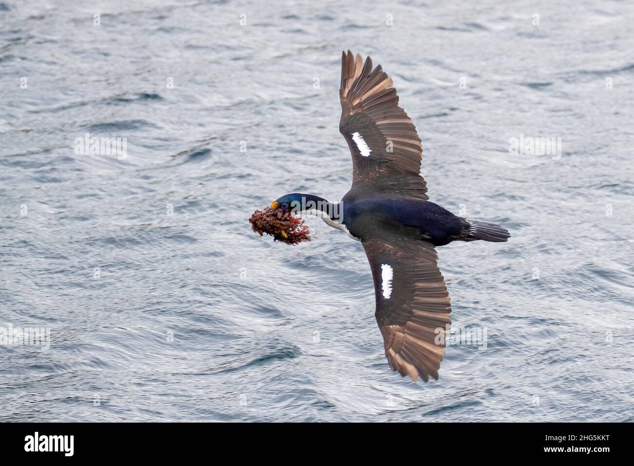 Ein erwachsener kaiserlicher Shag, Leucocarbo atriceps, der mit Nestmaterial in die Nistkolonie zurückkehrt, Ushuaia, Argentinien. Stockfoto