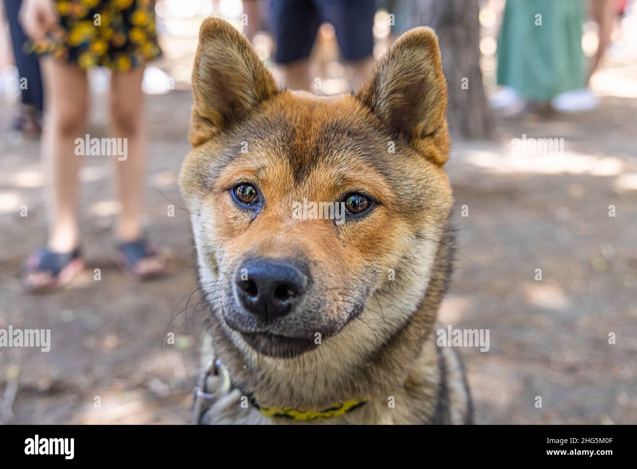 Shiba sesam store
