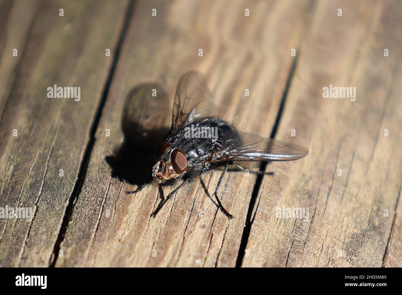 Makro-Fotografie einer Fliege Stockfoto