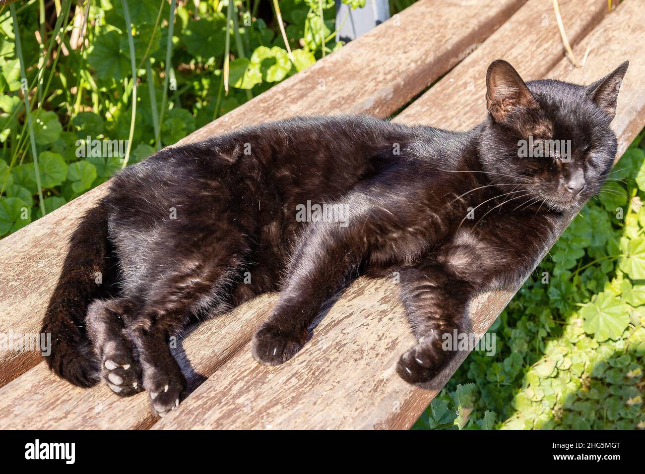 Eine streunende schwarze Katze, die sich auf einer öffentlichen Bank entspannt und sonnt Stockfoto