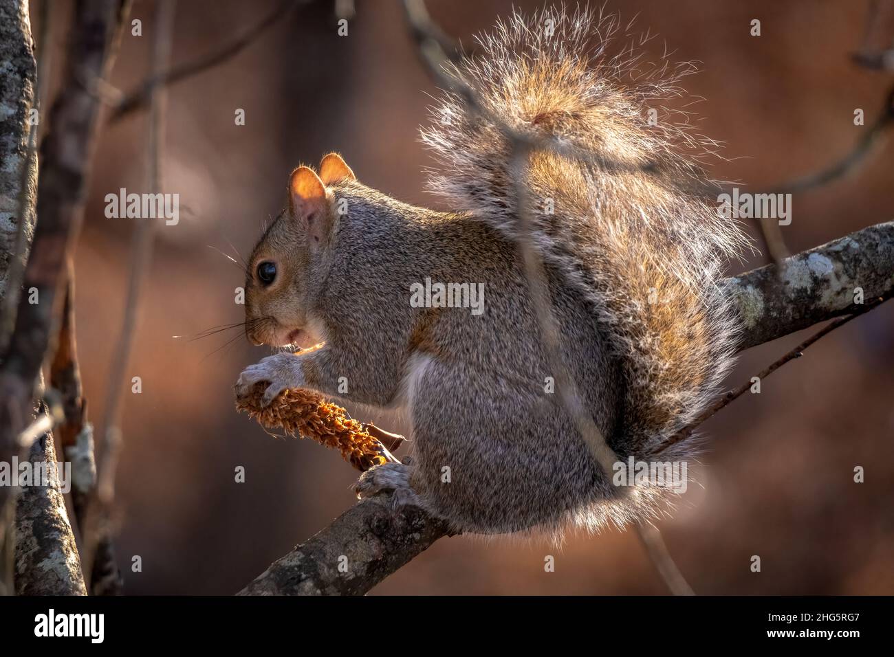 Ein Eastern Grey Squirrel extrahiert Samen aus einem Pinienkegel für einen Winterjause. Raleigh, North Carolina. Stockfoto