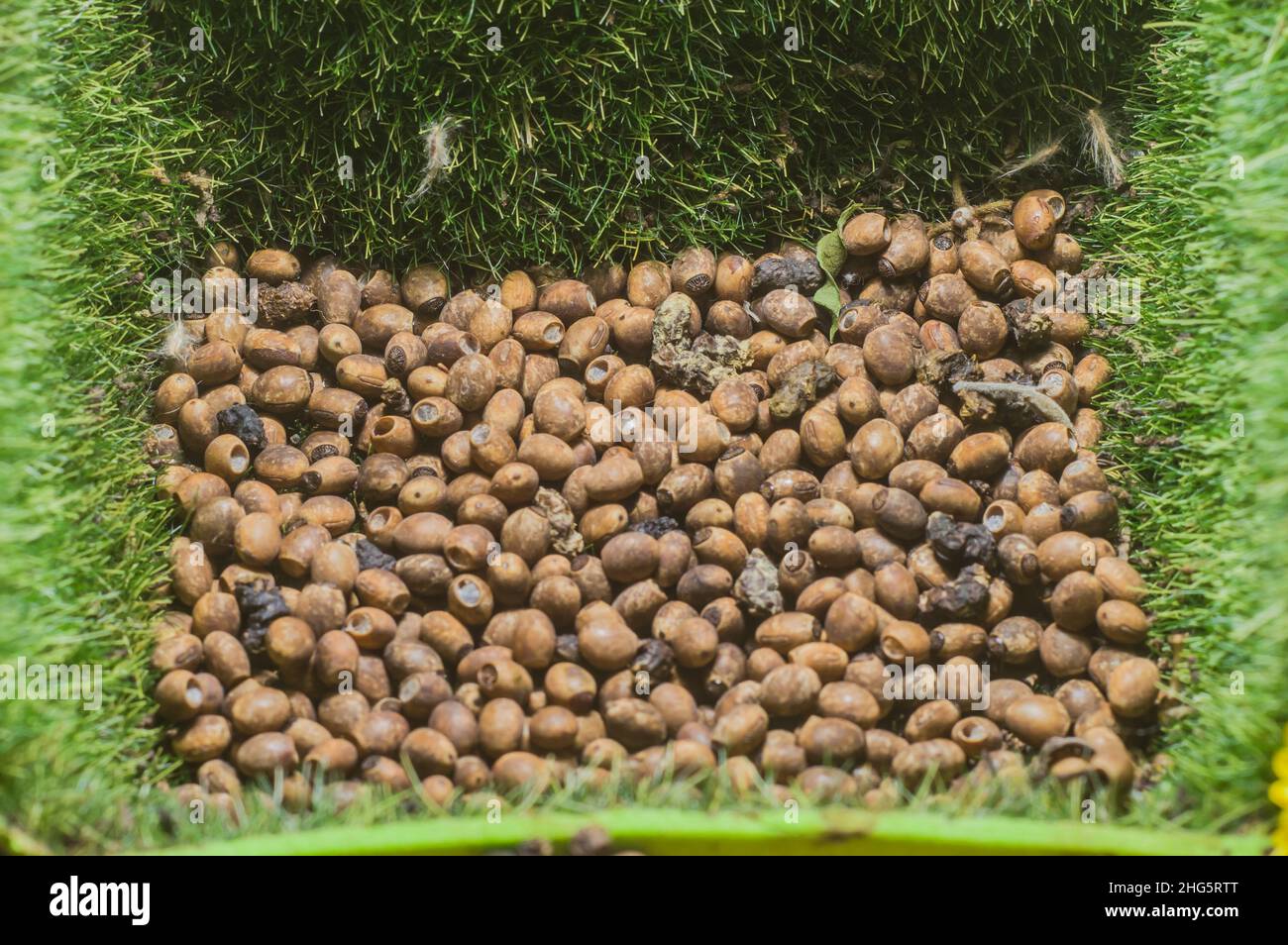 Kleben Sie insec Eier mit Kopierraum, Phasmatidae Stockfoto