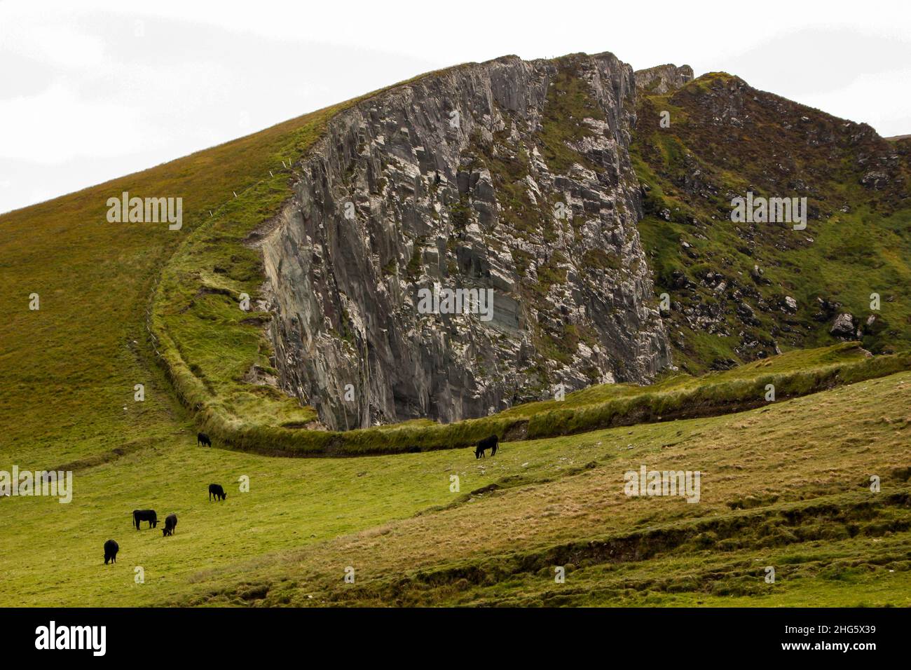 Kühe grasen über den Kerry Cliffs, Ring of Kerry, County Kerry, Irland Stockfoto