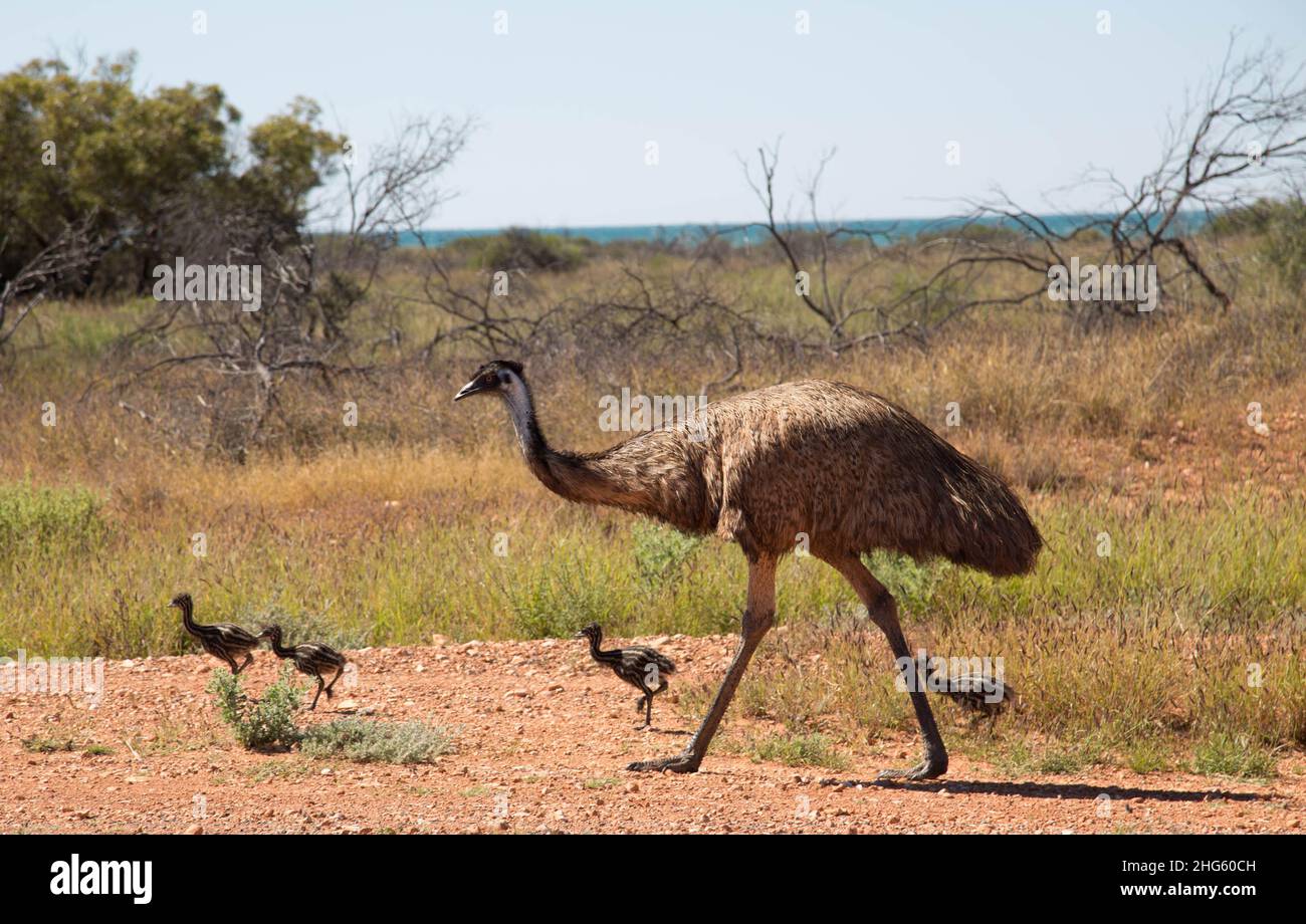 Emu Vater mit vier Babys im Cape Range Nationalpark in Westaustralien. Stockfoto