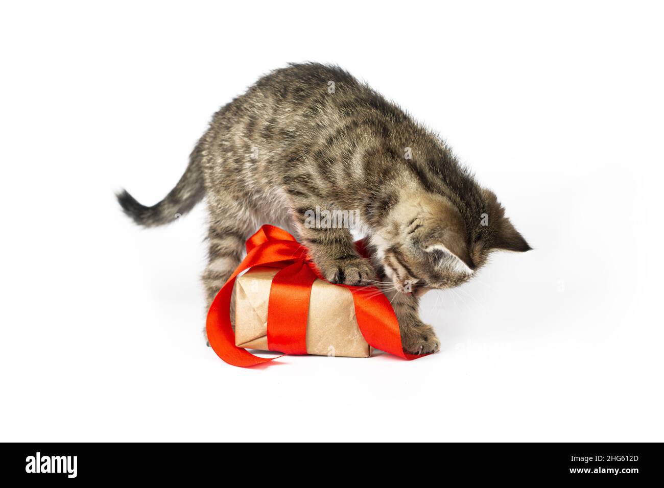 Kleines lustiges Kätzchen, das eine Geschenkbox auf einem weißen Hintergrund pflügelt Stockfoto
