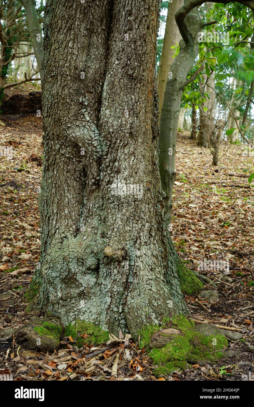 Der Stamm oder der Maulwurf der Holm-Eiche. Stockfoto