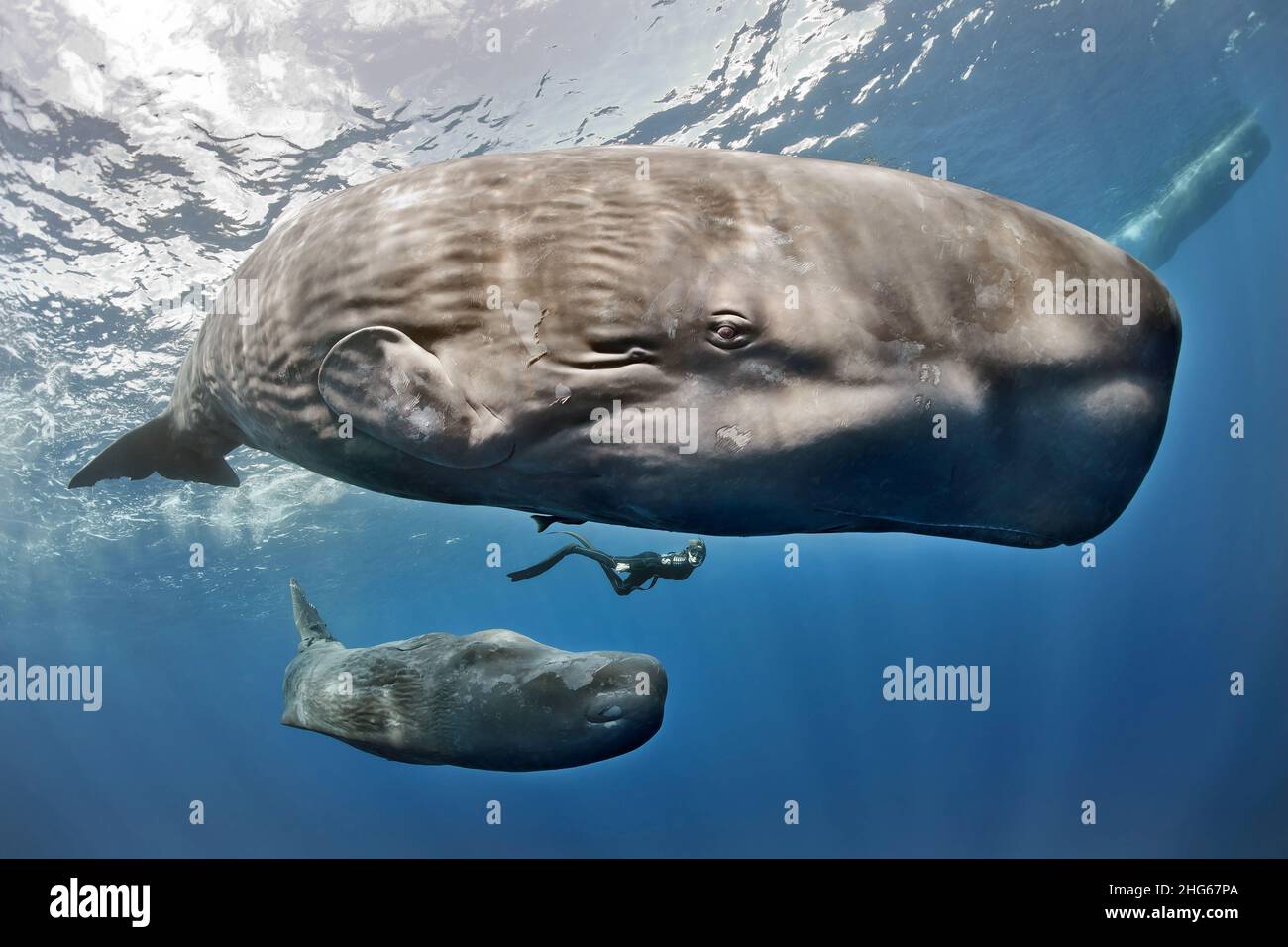 Eine Taucherin schwimmt zwischen einem Pottwal (Physetter macrocephalus) und ihrem Jungen in den Gewässern der karibischen Insel Dominica. Stockfoto